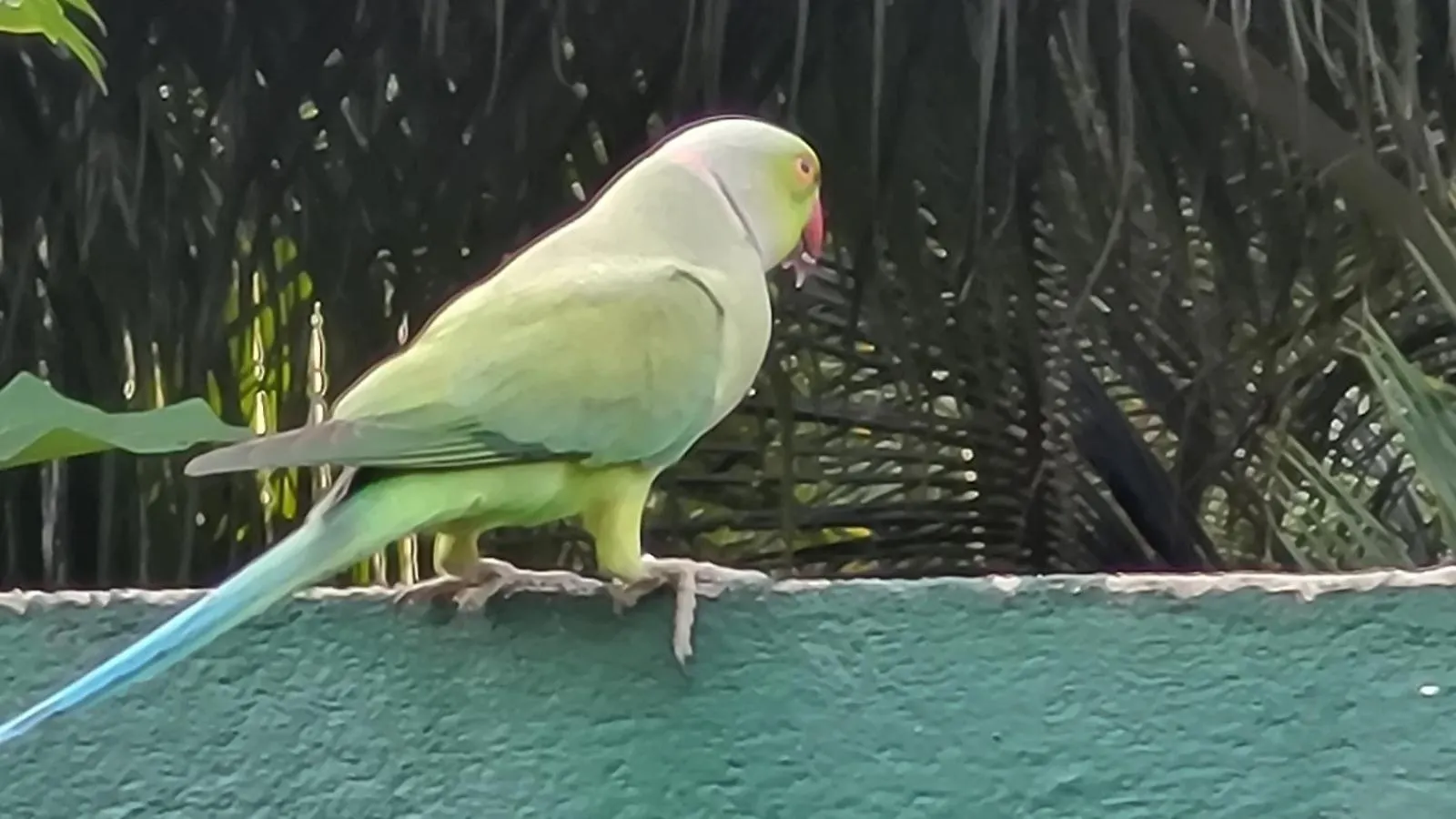 Parrot Paradise Negombo