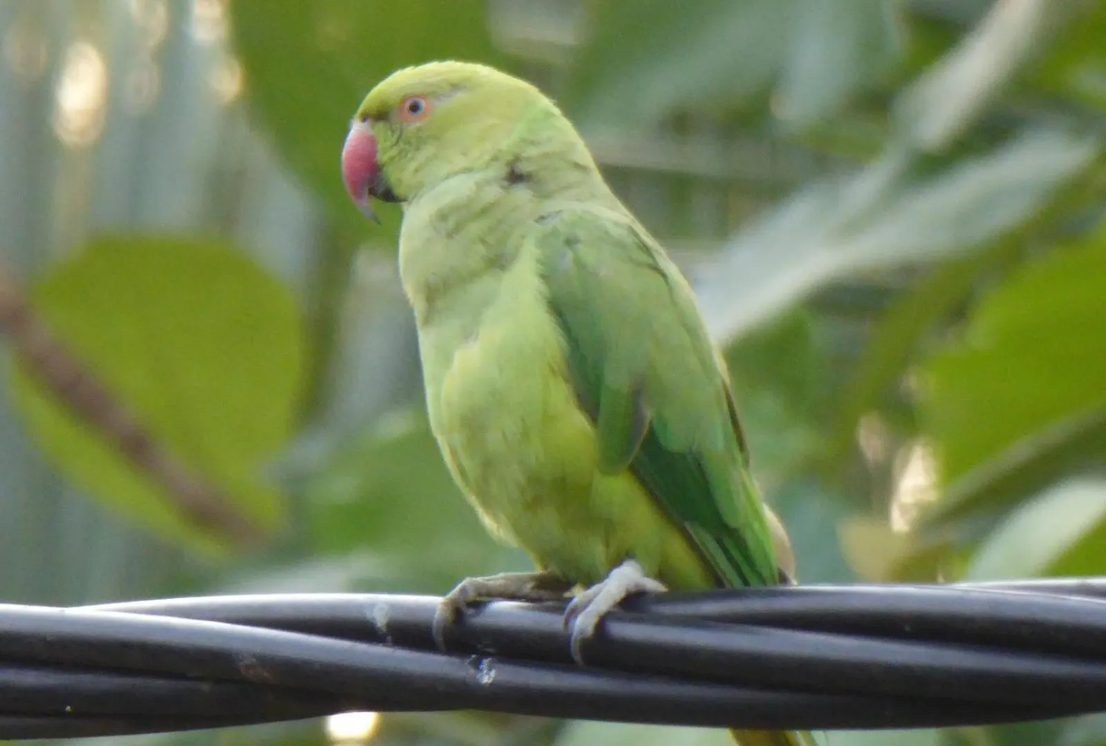 Parrot Paradise Negombo Homestay