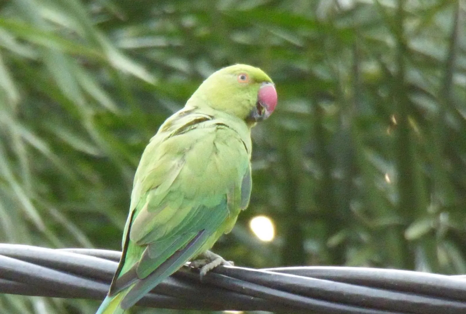 Homestay Parrot Paradise Negombo Sri Lanka